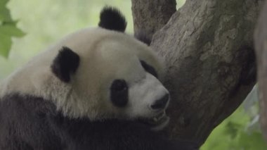 Vahşi Panda bir ağaçta uyur