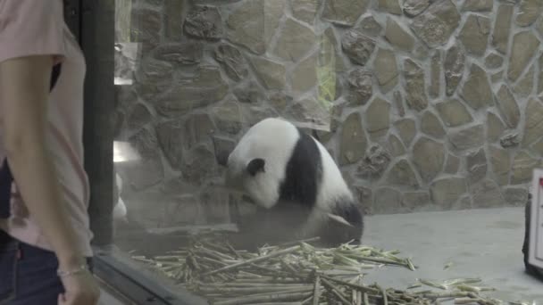 Печальная Панда сидит в жестоком бетонном корпусе — стоковое видео