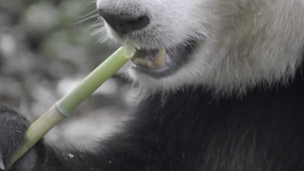 Zbliżenie na pandę jeść bambus — Wideo stockowe