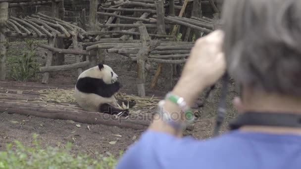 Fett Panda att fotograferas av turister — Stockvideo