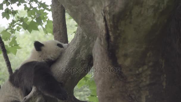 Niedriger Winkel eines schlafenden Panda-Baumes — Stockvideo