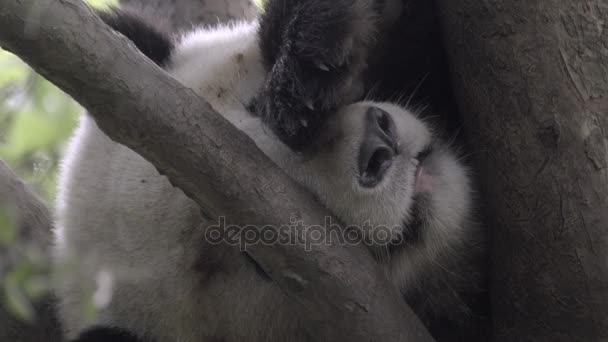 パンダは寝ている間、目をカバーします。 — ストック動画