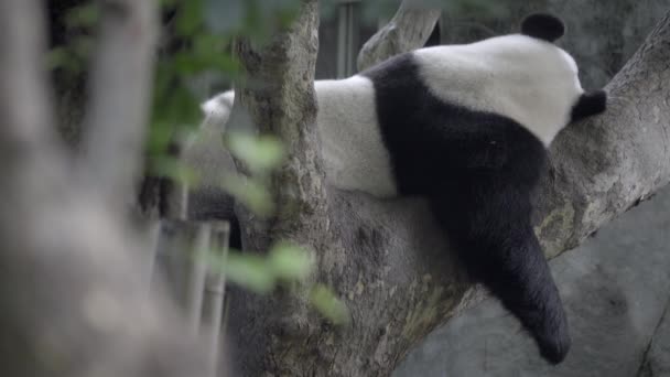 Panda sleeping in a tree — Stock Video