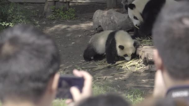 Panda enclosure surrounded by tourists — Stock Video