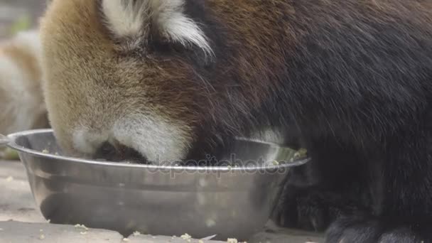 Красная Панда ест из металлической чаши — стоковое видео