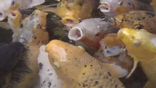 먹이 시간에 대 한 잉어 수집 — 비디오