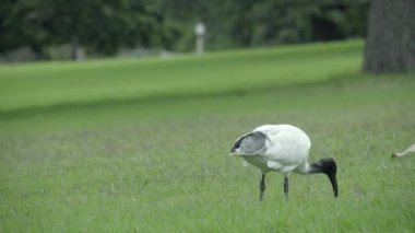 Lawn Sydney AK aynağı gagalar