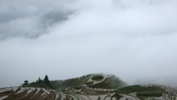 Tijdspanne van een storm waait over rijstvelden — Stockvideo