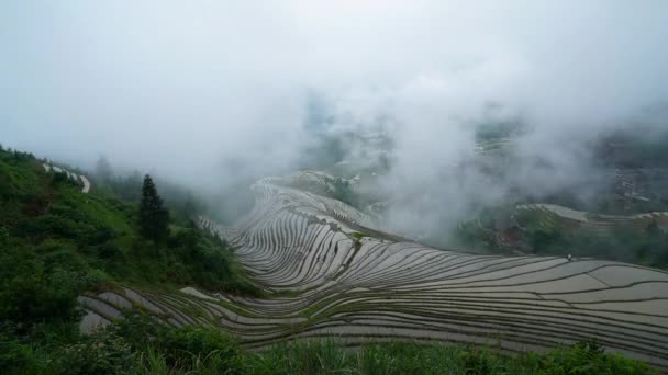 Lapso de tempo dramático de nevoeiro sobre arrozais — Vídeo de Stock
