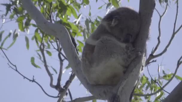 Koala dormindo alto em uma árvore — Vídeo de Stock