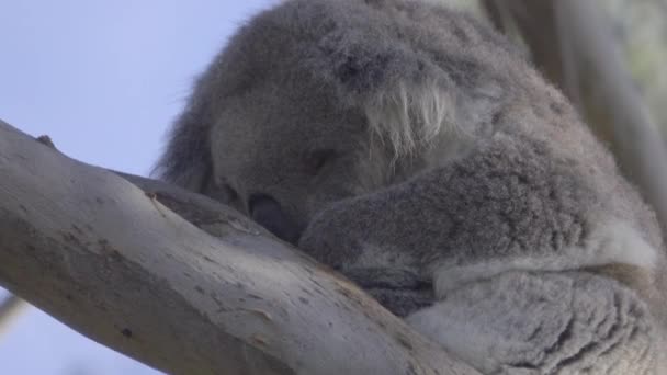 Uyuyan bir bulanık Koala detay — Stok video