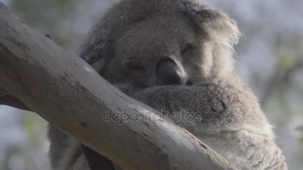 Adorable Koala snuggled up on a tree — Stock Video