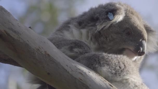 Un Koala soñoliento mirando a su alrededor — Vídeo de stock