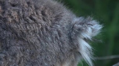 Koala kulak yakın çekim