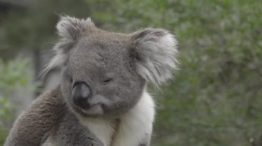 Huzurlu Koala sola arıyorsunuz