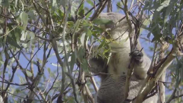A Koala feeding on leaves — Stock Video