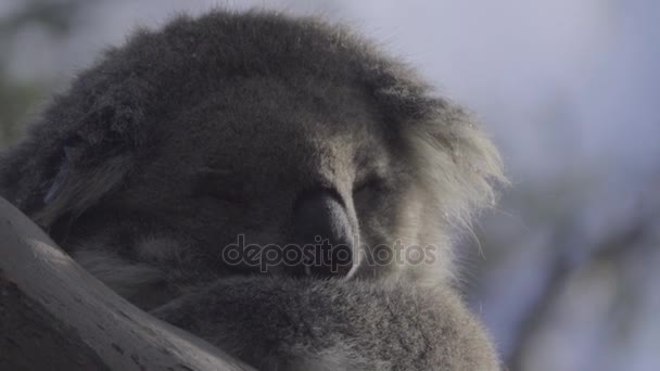 Durmiendo Koala balancea en una rama — Vídeos de Stock