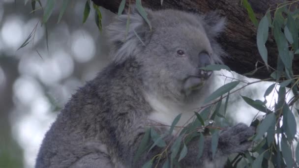Koala masticando hojas en sombra — Vídeo de stock