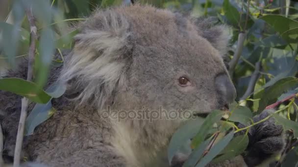 Primer plano de un Koala disfrutando de las hojas — Vídeo de stock