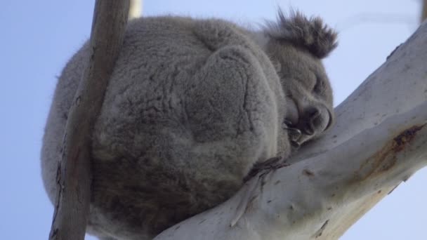 Koala śpi zwinięty w kłębek w piłkę — Wideo stockowe