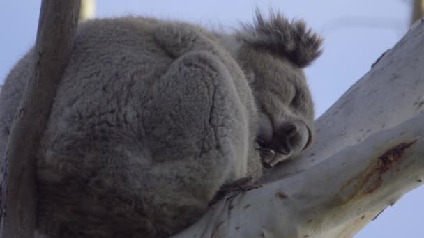 Koala naps in a tall tree — Stock Video