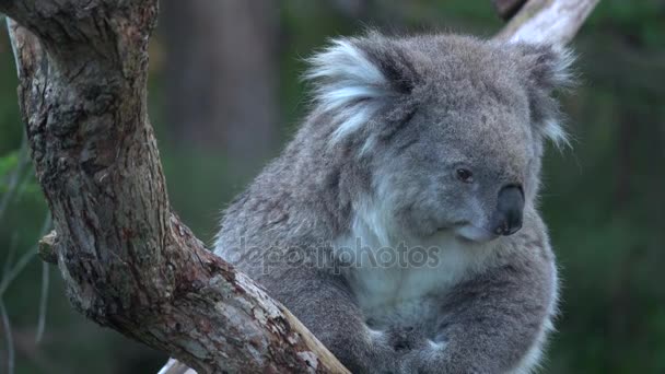 Koala gira la cabeza y las orejas — Vídeos de Stock