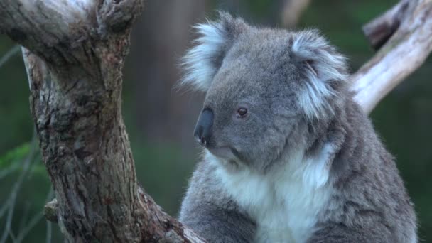 Wachsamer Koala sieht sich nach Gefahr um — Stockvideo