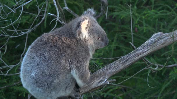 Hala bir dal üzerinde oturan koala — Stok video