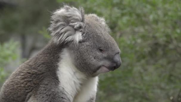 Ενηλίκων Koala που κοιτάζει προς τα δεξιά — Αρχείο Βίντεο