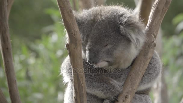 Śpiące Koala zaklinowania w drzewo — Wideo stockowe