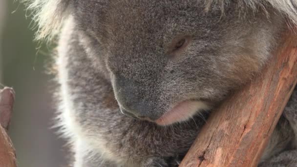 Koala se abraza contra una rama de árbol — Vídeos de Stock