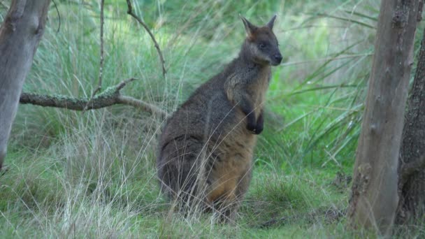 Wildes Wallaby steht im Wald — Stockvideo