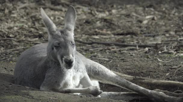 Здоровый серый кенгуру отдыхает на своей стороне — стоковое видео