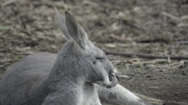 Adult Kangaroo sleeps on the ground — Stock Video