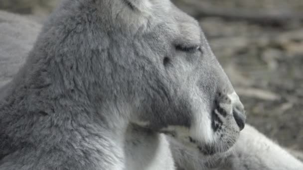 Сонный кенгуру жует жвачку — стоковое видео