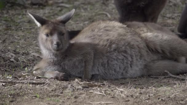 Wallaby выглядит очень комфортно во время отдыха — стоковое видео