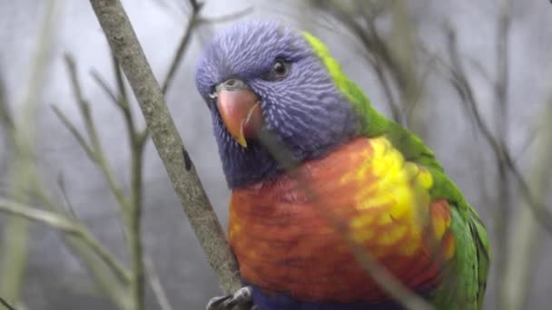 Rainbow lorikeet perched on a branch — Stock Video