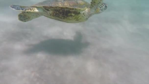 Giovane tartaruga marina nuota vicino a Maui — Video Stock