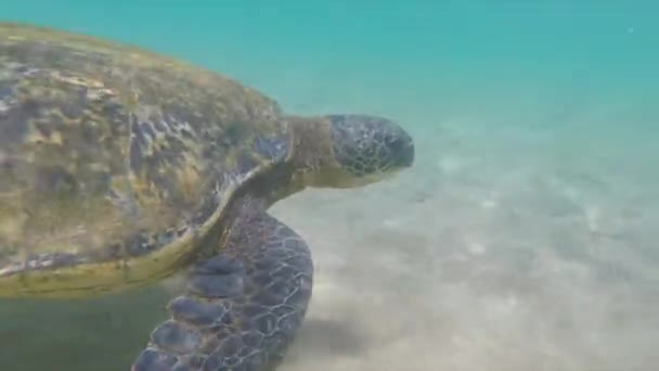 Front of sea turtle swiming near Maui — Stock Video
