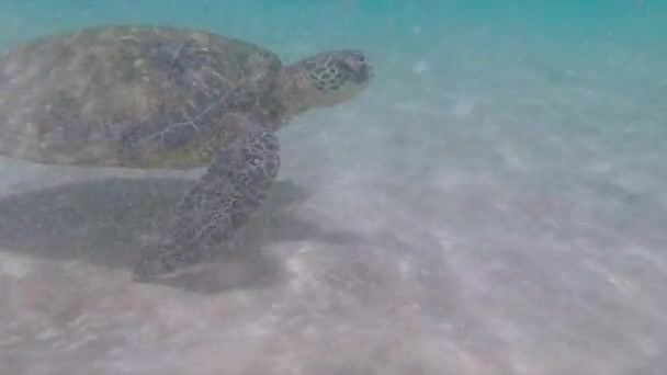 Tortuga marina se desliza a lo largo del fondo del océano — Vídeos de Stock