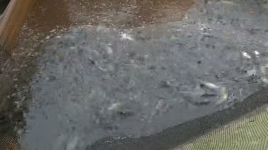 Balık çiftliği. NET tam sazan balık Balıkçılık Balıkçılık çiftlikte yakaladı.