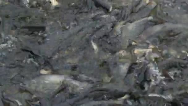 Viskwekerij. Netto vol met karper vis vissen gevangen op een visserij-boerderij. — Stockvideo