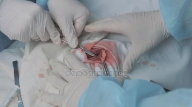 Cerrahi operasyon cerrahi araçlarını kullanarak yapma. Cerrahi eldiven elle. Ameliyat ekibi operasyonu hastane ameliyat odasında kanlı yapma doktorlar neşter ile kesti. Cerrahisi Kliniği.