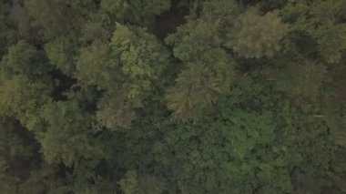 Havadan görünümü yoğun orman yeşil ağaç kısımları üzerinde uçan. Yaz aylarında çekim