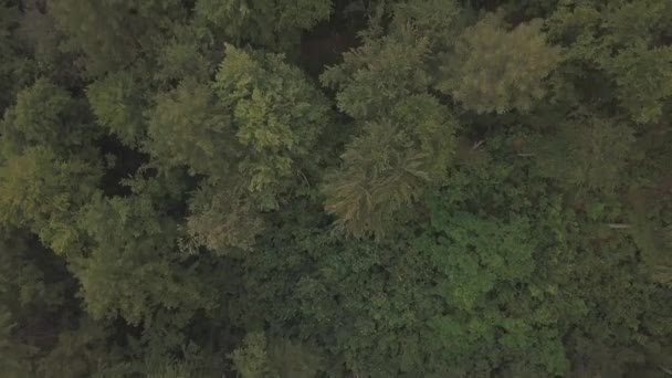 Luftaufnahme, die über grüne Baumkronen dichten Waldes fliegt. Dreharbeiten im Sommer — Stockvideo