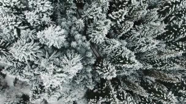 一个冬天的森林鸟瞰。框架从顶部 Wiew — 图库视频影像