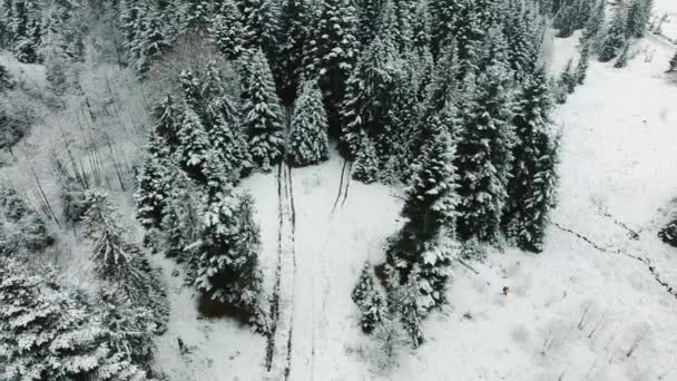 Sparatoria aerea. Un uomo con uno zaino che corre per la foresta in mezzo alle montagne. Tempo d'inverno. Guardando dall'alto sul sentiero innevato — Video Stock
