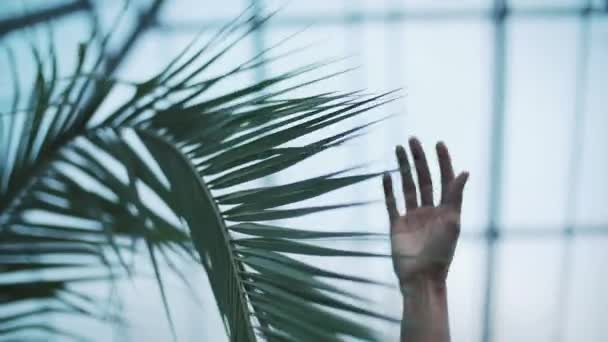 Femme tourne ses mains autour d'une feuille verte — Video