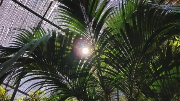 Raios solares fazendo o seu caminho através de folhas de palmeira. Efeito de exacerbação da lente . — Vídeo de Stock