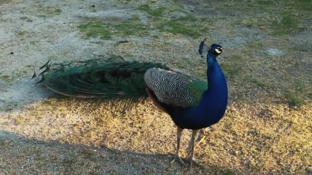 Mooie blauwe pauw Groene peafuil staand in park. — Stockvideo